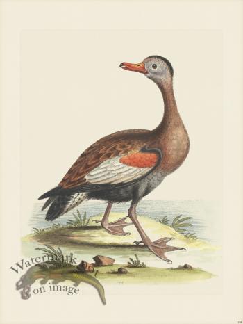 Edwards 194 Red-bill'd Whistling-Duck